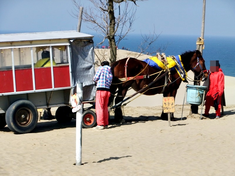 鳥取砂丘馬車の馬